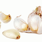 Garlic – Should it be a Staple? By Acharya Ravi