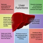 9 Useful Functions of the Liver and Common Type of Fatty Liver – Causes, Symptoms & Care