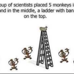 5 Monkeys and a Ladder Experiment