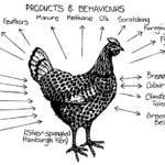 Free Permaculture Design Course with Open Permaculture School – Regenerative Leadership Institute – Part 2 Core Concepts