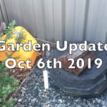 Garden & Worm Bin Update Oct & Nov, How to Propagate Sweet Potato and Sugarcane