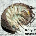 Interesting Facts About Woodlice (Slaters/Pill Bugs/Rollie Pollies/Roly Polies)