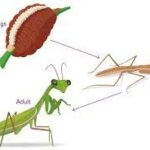 Praying Mantis Facts