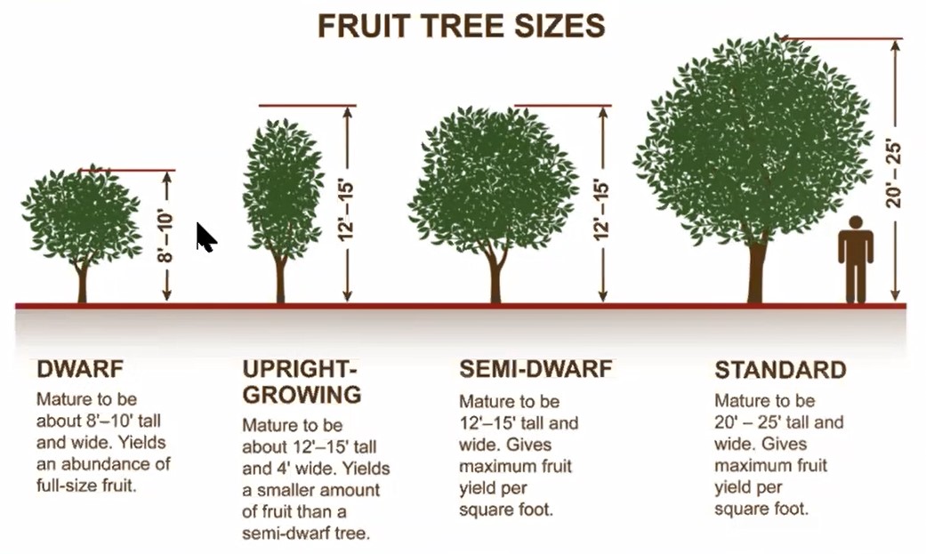 Tree Pruning 101 – City of Stirling & Fiona Blackham of Gaia ...