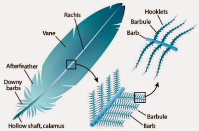 7 Types of Feathers and Feather Anatomy – ParasUniversal