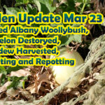 Garden and Wormbin Update and Harvesting Honeydew/Sweet Melon Jan – Apr 2023